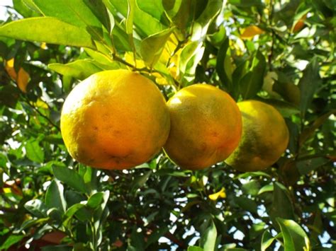 where can i buy citrus bergamot fruit